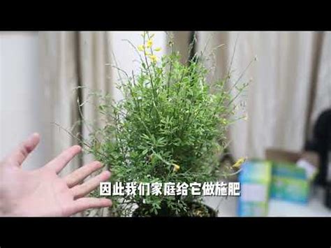 金雀花種植